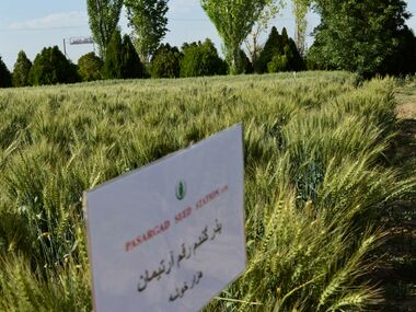 Shahbod Wheat Product Image