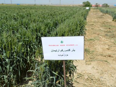Shahbod Wheat Product Image