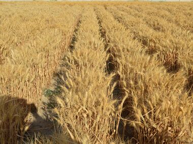 Shahbod Wheat Product Image