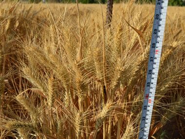 Shahbod Wheat Product Image
