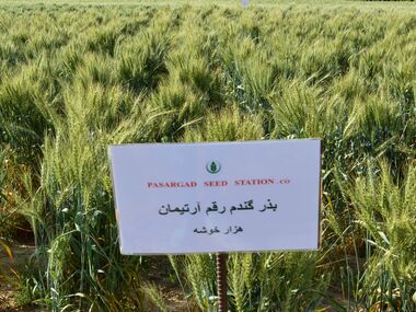 Shahbod Wheat Product Image