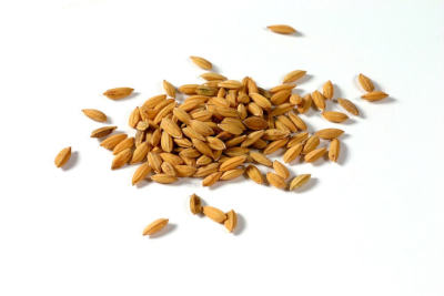Shahgol wheat Seed Product