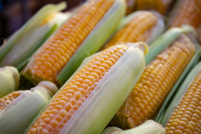 Shahgol wheat Seed Product