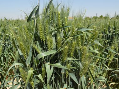 Shahbod Wheat Product Image
