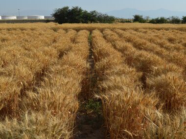 Shahbod Wheat Product Image
