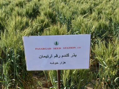 Shahbod Wheat Product Image