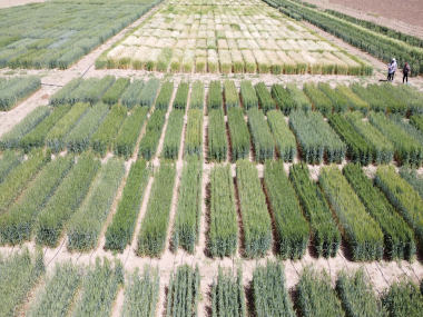 Shahbod Wheat Product Image