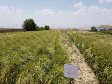 Shahbod Wheat Product Image