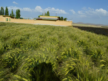 Shahbod Wheat Product Image