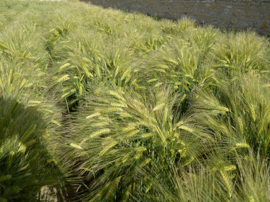 Shahbod Wheat Product Image