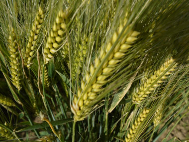 Shahbod Wheat Product Image