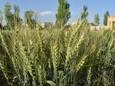 Shahbod Wheat Product Image