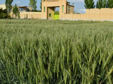 Shahbod Wheat Product Image