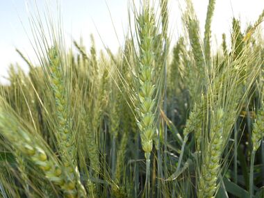 Shahbod Wheat Product Image