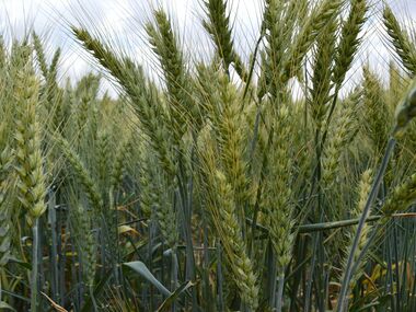 F2 نسلهای در حال تفکیک گندم
