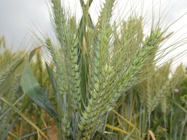 F2 نسلهای در حال تفکیک گندم