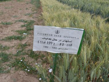 F2 نسلهای در حال تفکیک گندم