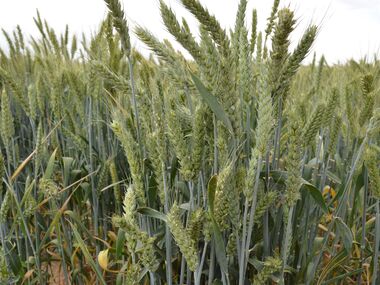 F4 نسلهای در حال تفکیک گندم