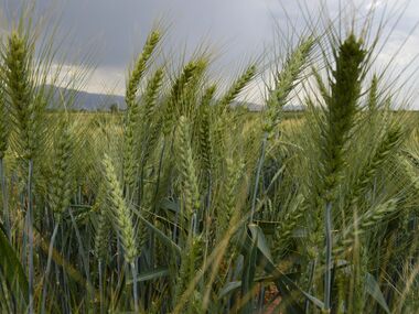 F4 نسلهای در حال تفکیک گندم
