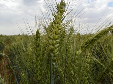 F4 نسلهای در حال تفکیک گندم