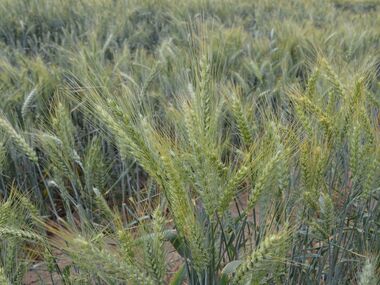 F4 نسلهای در حال تفکیک گندم