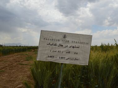 F4 نسلهای در حال تفکیک گندم
