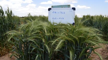 F5 نسلهای در حال تفکیک گندم