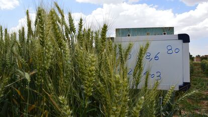 F5 نسلهای در حال تفکیک گندم