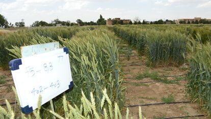 F5 نسلهای در حال تفکیک گندم