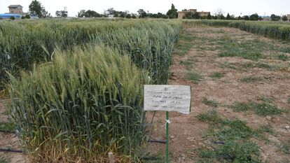 F5 نسلهای در حال تفکیک گندم