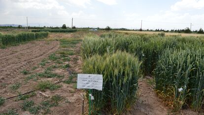 F5 نسلهای در حال تفکیک گندم