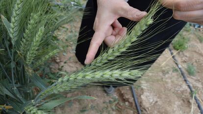F5 نسلهای در حال تفکیک گندم