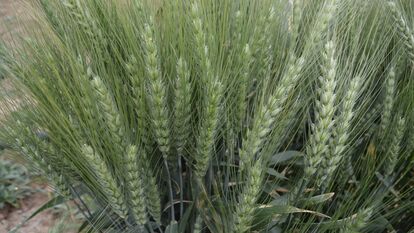 F5 نسلهای در حال تفکیک گندم