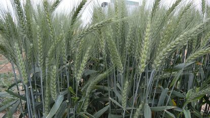 F5 نسلهای در حال تفکیک گندم