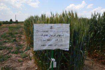 F5 نسلهای در حال تفکیک گندم