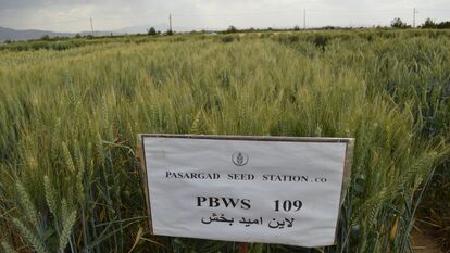 PBWS109