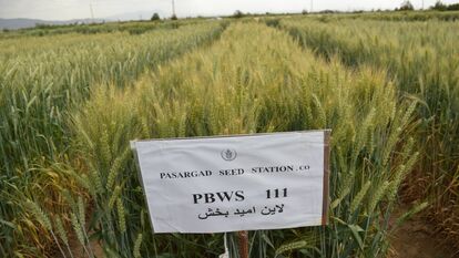 PBWS111