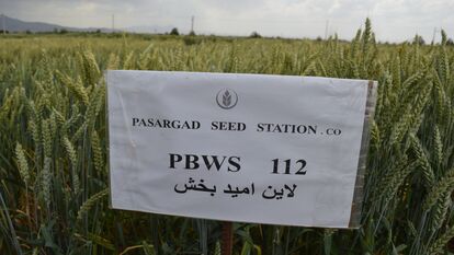 PBWS112