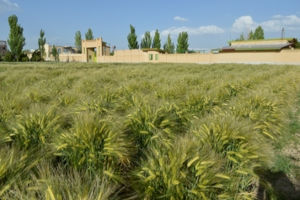 Shahbod Barley Seed Product