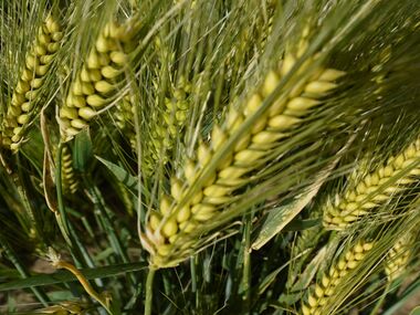 Shahbod Wheat Product Image