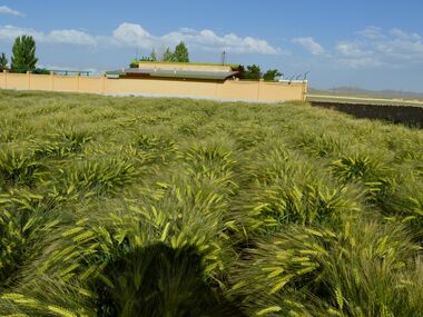 Shahbod Wheat Product Image