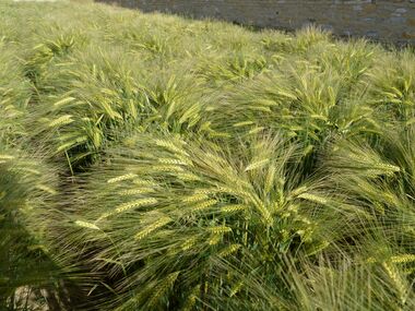 Shahbod Wheat Product Image