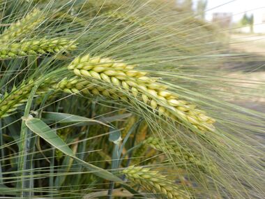 Shahbod Wheat Product Image