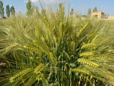 Shahbod Wheat Product Image
