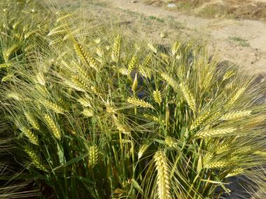 Shahbod Wheat Product Image