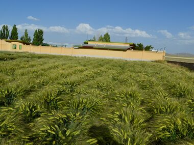 Shahbod Wheat Product Image
