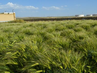 Shahbod Wheat Product Image