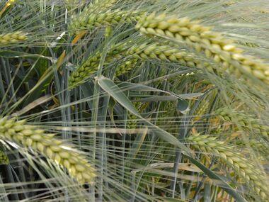 Shahbod Wheat Product Image