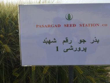 Shahbod Wheat Product Image