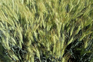 Shahgol wheat Seed Product